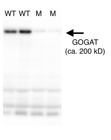 western blot using anti-GOGAT antibodies on Arabidopsis thaliana